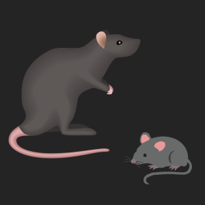 mäuse und ratten 2