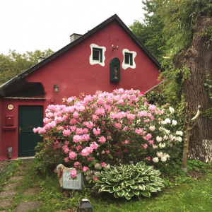Eingangstüre mit Rhododendron
