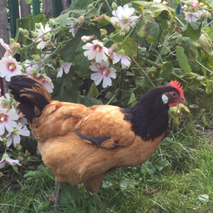 Hühner und Blumen (3)