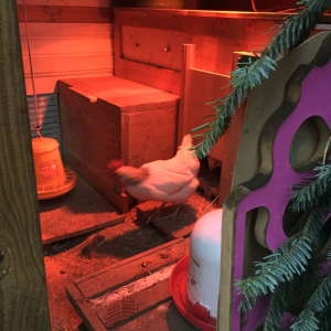 Weihnachten im Hühnerstall (2)